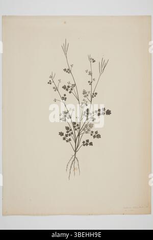 Gravure de *Cardamine debilis*, spécimen botanique recueilli lors des voyages en mer du Sud de l’Endeavour. Créée par Sydney Parkinson entre 1768 et 1771, l'illustration fait partie de la collection de peintures et dessins du musée d'Auckland. Banque D'Images