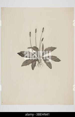 Cette gravure de Sydney Parkinson, réalisée lors du voyage en mer du Sud de l'Endeavour entre 1768 et 1771, montre le spécimen botanique Plantago raoulii, recueilli par Joseph Banks et Daniel Solander. Il fait partie de la collection du musée d'Auckland. Banque D'Images
