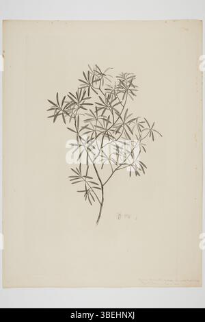 Cette gravure de Sydney Parkinson montre 'Styphelia fasciculata', une espèce végétale récoltée pendant le voyage en mer du Sud de l'Endeavour entre 1768 et 1771. L'illustration botanique est réalisée à l'encre sur papier et mesure 500 x 375 mm. Elle fait partie de la collection de peintures et dessins du musée d'Auckland, mettant en valeur la flore rencontrée pendant le voyage. Banque D'Images