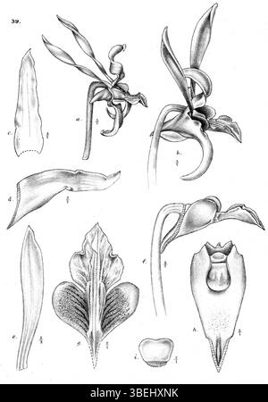 Cette illustration botanique de 1913 par Johannes Jacobus Smith représente Dendrobium strepsiceros, une espèce d'orchidée originaire de Nouvelle-Guinée, contribuant à la compréhension scientifique des orchidées au début du XXe siècle. Banque D'Images