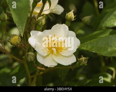 Fleur de rose « Rambling Rector » entièrement ouverte avec des boutons de rose Banque D'Images