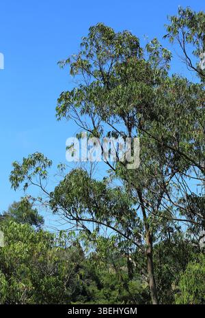 Eucalyptus non cultivés, Oeiras, Portugal. Eucalyptus poussant dans des forêts non gérées. Une des principales causes des incendies de forêt au Portugal. Banque D'Images