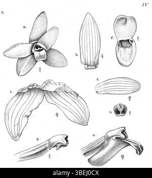 Cette illustration botanique de 'Nouvelle Guinée' montre Glomera goliathensis, une espèce de plante décrite par Johannes Jacobus Smith en 1913, dans le cadre de ses recherches botaniques. Banque D'Images