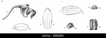 Cette illustration botanique de *Bulbophyllum cylindrobulbum*, anciennement connu sous le nom de *Bulbophyllum remotum*, a été créée par Johannes Jacobus Smith en 1913 dans le cadre de sa série *Nova Guinea* sur les orchidées. Banque D'Images
