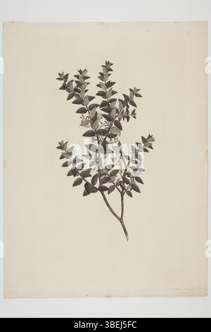 Gravure du XVIIIe siècle de Sydney Parkinson montrant Metrosideros diffusa, basée sur un spécimen recueilli par Banks et Solander pendant le voyage Endeavour, créé à l'encre sur papier. Banque D'Images