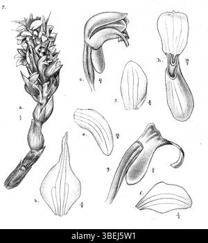 L’illustration botanique de Johannes Jacobus Smith de *Calanthe rhodochila*, une espèce d’orchidée originaire de Papouasie-Nouvelle-Guinée, met en évidence la morphologie unique et les caractéristiques distinctives de la fleur. Banque D'Images