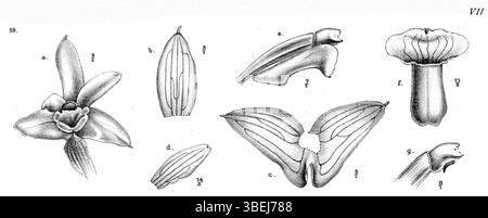 Cette illustration botanique de 1913 par Johannes Jacobus Smith montre *Glomera scandens*, une espèce originaire de Nouvelle-Guinée. La représentation détaillée met en évidence les caractéristiques uniques de la plante. Banque D'Images