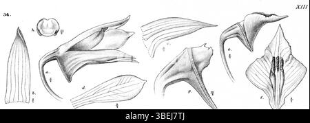 Cette illustration botanique, tirée de l'ouvrage de Johannes Jacobus Smith 'Nova Guinea', montre Dendrobium rigidifolium (anciennement Dendrobium rhomboglossum) en 1913. Il s'agit d'une représentation détaillée de cette espèce d'orchidée, mettant en évidence sa structure et ses caractéristiques uniques dans son habitat indigène. Banque D'Images