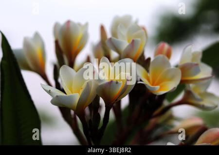 Gros plan d'un bouquet de fleurs de frangipanier blanches et jaunes (Plumeria) fraîchement cueillies d'un arbre, avec des feuilles vertes floues douces en arrière-plan. Banque D'Images