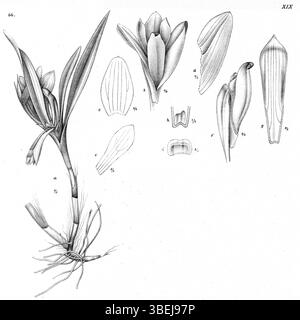 L'illustration de Johannes Jacobus Smith de 1913 présente *Dendrobium vexillarius var. Retroflexum*, une variété de *Dendrobium retroflexum*, une espèce d'orchidée de Nouvelle-Guinée. L'image fait partie de la série *Nova Guinea* documentant les orchidées locales. Banque D'Images