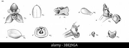 *Bulbophyllum savaiense sous-sp. Subcubicum*, anciennement connu sous le nom de *Bulbophyllum subcubicum*, est représenté dans cette illustration botanique de Johannes Jacobus Smith, qui fait partie de sa collection de 1913 *Nouvelle Guinée*. Banque D'Images
