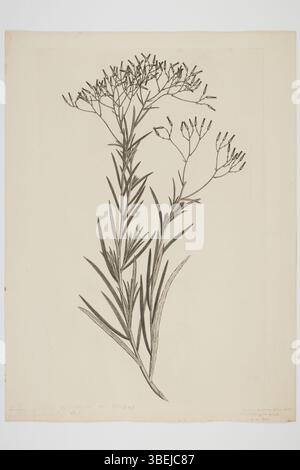 Cette gravure de Sydney Parkinson, réalisée en 1768-1771, représente le spécimen botanique *Senecio quadridentatus*. L’illustration faisait partie des voyages en mer du Sud menés par Joseph Banks et Daniel Solander à bord du *Endeavour*. Banque D'Images