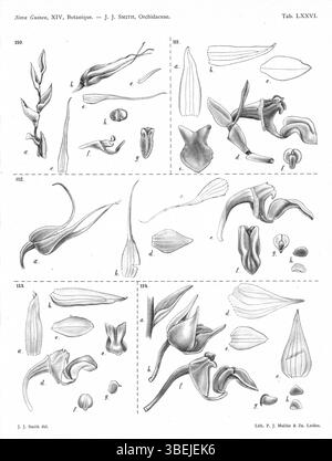 La planche 76 de la *Nova Guinea* (1929) de Johannes Jacobus Smith présente diverses espèces du genre Bulbophyllum, dont B. fractiflexum, B. cylindrobulbum et B. cavibulbum, ainsi que leurs classifications taxonomiques historiques. Banque D'Images