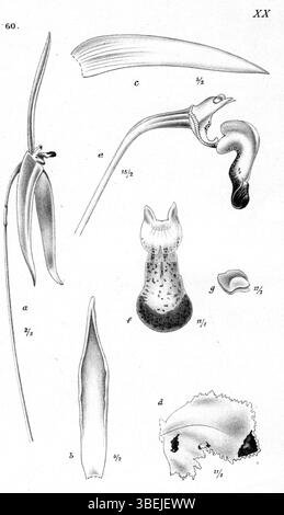 Cette image représente l'espèce d'orchidée *Bulbophyllum quadrangulare* décrite par Johannes Jacobus Smith en 1913. La planche 20 de la *Nouvelle-Guinée* montre une illustration détaillée de la plante, une partie des recherches botaniques approfondies de Smith au début du XXe siècle. Smith était connu pour ses études sur les orchidées et autres flores dans la région de Nouvelle-Guinée. Banque D'Images