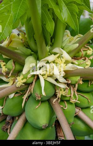 Grappe de fruits non mûrs de l'arbre de papaye, entouré de fleurs blanc crème en fleurs, plante fruitière tropicale cultivée pour ses utilisations nutritives Banque D'Images