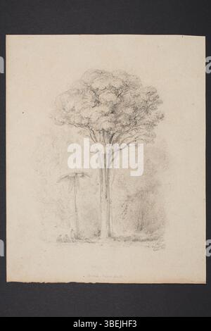 Ce dessin botanique de William John Swainson, daté entre 1840 et 1850, présente diverses espèces d'arbres principalement originaires de Nouvelle-Zélande. Le dessin, réalisé au crayon sur papier, mesure 258 mm x 208 mm, fait partie de la collection de peintures et dessins du Musée d’Auckland et représente l’histoire naturelle de la flore néo-zélandaise. Banque D'Images