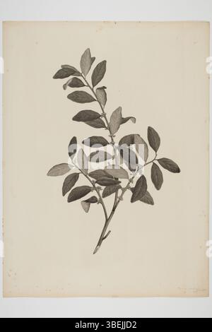 Cette gravure de Sydney Parkinson montre Myrsine australis, un spécimen de plante récolté lors des voyages en mer du Sud de l'Endeavour. La pièce a été créée entre 1768 et 1771 et fait maintenant partie de la collection du musée d’Auckland. Banque D'Images