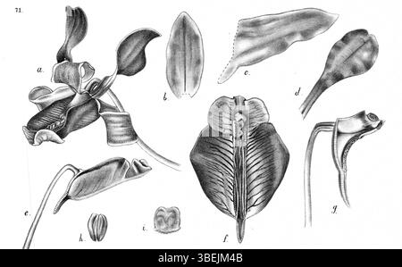 Dans cette illustration botanique de 1929, Johannes Jacobus Smith dépeint *Dendrobium odoardi*, une espèce d'orchidée originaire de Nouvelle-Guinée. L’œuvre met en valeur les caractéristiques uniques de cette espèce dans son habitat naturel. Banque D'Images