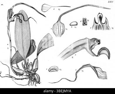 Bulbophyllum trachyanthum, une espèce identifiée par Johannes Jacobus Smith en 1913, est représentée dans la série botanique de Nouvelle-Guinée. Cette illustration montre ses caractéristiques distinctives. Banque D'Images