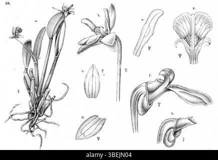 Cette illustration de 1913 par Johannes Jacobus Smith présente *Dendrobium aprinum*, une espèce d'orchidée de Nouvelle-Guinée. L'illustration botanique met en évidence les caractéristiques uniques de la plante. Banque D'Images