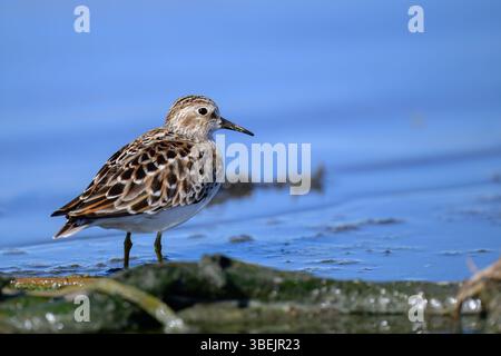 Moindre Sandpiper (Calidris minutilla) debout sur les terres humides au lever du soleil avec de l'eau réfléchissante Banque D'Images