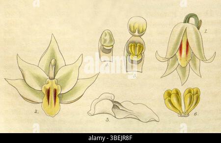 Cette illustration du magazine Botanical de Curtis (1827) représente l'espèce d'orchidée *Octomeria graminifolia*. La lithographie détaillée a été créée par William Jackson Hooker et gravée par Swan. Banque D'Images