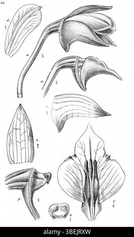 L'illustration de Johannes Jacobus Smith de 1913 de la Nouvelle-Guinée représente Dendrobium rigidifolium, également connu sous le nom de Dendrobium guttatum. L'impression présente les caractéristiques complexes de cette orchidée, fournissant une référence éducative pour l'étude botanique. Banque D'Images