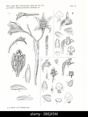 Cette plaque tirée du travail de Johannes Jacobus Smith en 1924 présente plusieurs espèces d'orchidées, dont Cymbidium roseum, Phreatia subsaccata et Phreatia tjibodasana. Ces espèces sont présentées pour leurs structures florales distinctives et contribuent à la compréhension de la diversité des orchidées. Banque D'Images