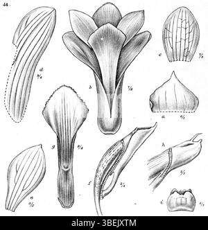 Johannes Jacobus Smith a illustré en 1913 *Dendrobium crenatifolium*, une espèce d’orchidée originaire de Nouvelle-Guinée, qui met en valeur les caractéristiques uniques de la fleur. L’œuvre botanique souligne la forme de la fleur et sa place dans la classification scientifique. Banque D'Images