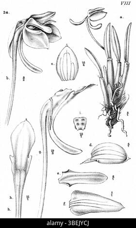 Cette illustration de 1913 par Johannes Jacobus Smith représente *Dendrobium cyclopense*, une espèce d'orchidée originaire de Nouvelle-Guinée. Le dessin montre les détails complexes de sa structure et ses caractéristiques botaniques uniques. Banque D'Images