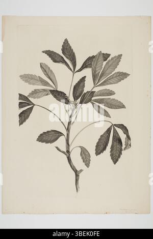 *Pseudopanax lessonii* est une gravure botanique de Sydney Parkinson, créée lors du voyage de l'Endeavour en mer du Sud entre 1768 et 1771. L'illustration, qui fait partie de la collection du musée d'Auckland, montre les caractéristiques distinctives des espèces végétales découvertes par Joseph Banks et Daniel Solander. Banque D'Images