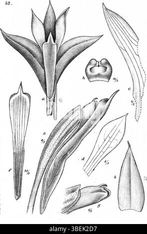 Cette illustration de Johannes Jacobus Smith de 1913 représente *Dendrobium rupestre*, une orchidée de Nouvelle-Guinée. L'œuvre d'art capture les caractéristiques uniques de l'orchidée, contribuant à la documentation des diverses espèces végétales de la région. Banque D'Images