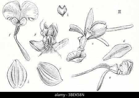 *Calanthe × varians*, orchidée hybride illustrée par Johannes Jacobus Smith en 1924, fait partie de la collection 'Tafeln Javanischer Orchideen'. Cette série présente des représentations botaniques détaillées d'orchidées javanaises hybrides et natives. Banque D'Images