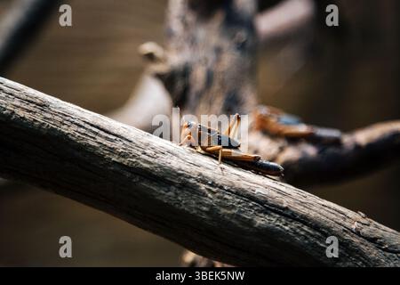 Gros plan d'une sauterelle brune camouflée contre l'écorce texturée d'une branche d'arbre. Son corps long et élancé et ses pattes arrière puissantes sont perfe Banque D'Images