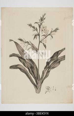 Gravure de *Arthropodium cirratum*, créée par Sydney Parkinson et recueillie lors du voyage de l'Endeavour en mer du Sud. Le spécimen botanique a été recueilli par Joseph Banks et Daniel Solander. L'œuvre fait partie de la collection du musée d'Auckland, créée entre 1768 et 1771. Banque D'Images