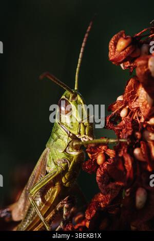 Portrait en gros plan d'une sauterelle verte vibrante perchée sur une tête de fleur séchée. Ses grands yeux expressifs et ses longues antennes véhiculent un sens de curi Banque D'Images