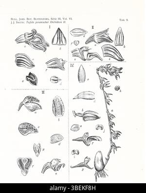 Cette plaque tirée du travail de Johannes Jacobus Smith de 1924 illustre plusieurs espèces d'orchidées javanaises : Bulbophyllum coniferum, Bulbophyllum gomphreniflorum, Bulbophyllum wrayi et Bulbophyllum auricomum. Ces espèces appartiennent à la famille des orchidées diversifiée et très variée, chacune avec des caractéristiques florales distinctes. L'œuvre met en évidence les formes uniques de ces orchidées et fait partie d'une étude complète des orchidées. Banque D'Images