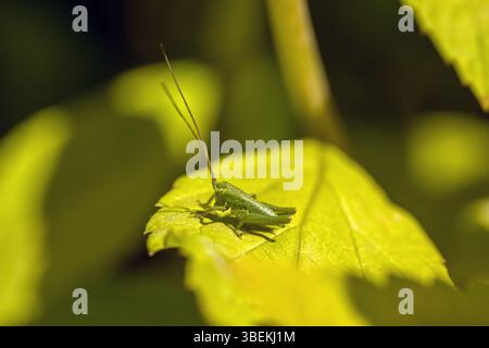 gros plan d'une petite sauterelle verte sur une feuille jaune au soleil et sur fond flou Banque D'Images