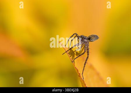 gros plan d'une araignée loup de chasse sur la pointe des pieds sur une feuille jaune au soleil et un fond flou Banque D'Images