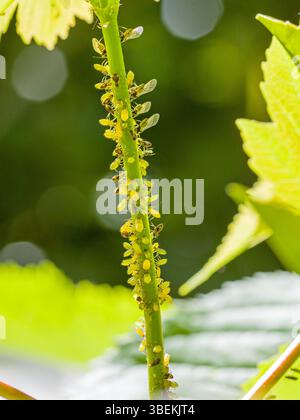 beaucoup de jeunes et vieux pucerons verts et une fourmi sur une tige de feuille verte Banque D'Images
