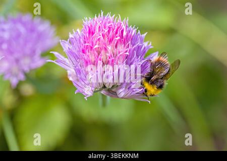 un bourdon précoce sur la fleur rose de ciboulette dans la lumière du soleil et un fond vert flou Banque D'Images