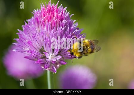 un bourdon précoce sur la fleur rose de ciboulette dans la lumière du soleil et un fond vert flou Banque D'Images