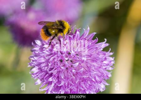 un bourdon précoce sur la fleur rose de ciboulette dans la lumière du soleil et un fond vert flou Banque D'Images