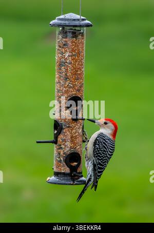 Pic des bois mâle à ventre rouge, Melanerpes carolinus, famille des Picidae, mangeant des graines à la mangeoire des oiseaux Banque D'Images
