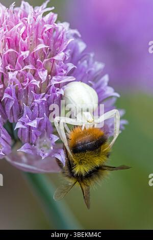 vue rapprochée d'un bourdon précoce capturé par une araignée de crabe à fleurs blanches sur la fleur rose de ciboulette dans la lumière du soleil et le fond vert flou Banque D'Images