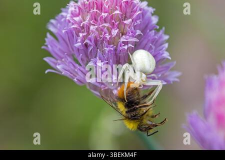 vue rapprochée d'un bourdon précoce capturé par une araignée de crabe à fleurs blanches sur la fleur rose de ciboulette dans la lumière du soleil et le fond vert flou Banque D'Images