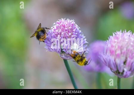 vue rapprochée d'un bourdon précoce capturé par une araignée de crabe à fleurs blanches sur la fleur rose de ciboulette dans la lumière du soleil et le fond vert flou Banque D'Images