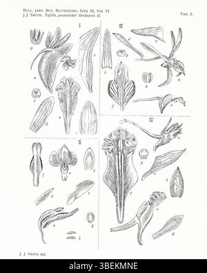 Cette plaque tirée de l'ouvrage de Johannes Jacobus Smith de 1924, 'Tafeln Javanischer Orchideen', présente des espèces telles que Dendrobium uncatum, Dendrobium reflexitepalum et Dendrobium capra. Ces orchidées sont illustrées avec des représentations détaillées de leurs fleurs et sont précieuses pour comprendre la diversité de Dendrobium. Banque D'Images