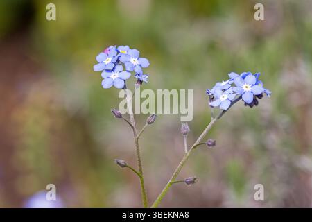 fleurs bleu clair du champ forget-me-not et bourgeons dans la lumière du soleil avec fond flou foncé Banque D'Images