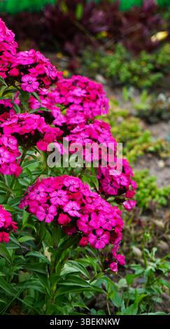 Gros plan d'œillets roses vibrants en pleine floraison. La couleur intense et les pétales délicats soulignent la beauté naturelle et la fraîcheur de la fleur. Banque D'Images